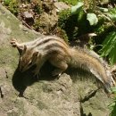 들꽃향기오두막 이미지