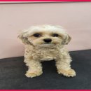 이쁘개몽 이미지