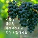 금강약초 Daum카페