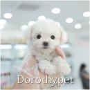 도고농장 | 도고강아지분양 가족 구성원 모두가 쉽게