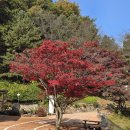 산새소리유치원 | 경천대 국민광관지, 가을 단풍 속 낙동강 물멍, 드라마 세트장까지! 힐링이 필요할땐 여기로 가자