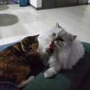 멍개그루밍 이미지