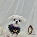 빵독 반려미용실 이미지