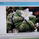 화롱 군생 대품 Aztekium ritteri cluster with 7babies(화롱군생자구7개) 이미지