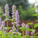 라벤더&바닐라 이미지