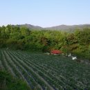 감자꽃필무렵 이미지