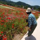 국내여행20240518~0519 부산 울산 1박2일/울산 태화강 국가정원 이미지