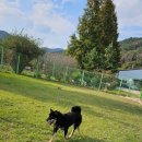 파트라슈반려견학교 이미지