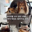 염창제일동물병원 | 염창동 애견동반카페 플루이드 염창 | 주차 가능, 드립커피 맛집 후기