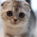 마포고양이도레미캣 이미지