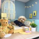 뽑기방 버들강아지 | 서울 강아지사진관 추천 | 3355스튜디오 강아지 셀프스튜디오 후기