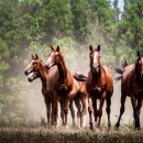 종화목장 이미지