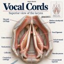 Vocal cords(성대) 이미지
