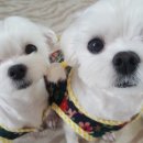 덕비네수제간식 이미지