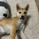 달미운동장 | 강아지 입양 후 바뀐 생활과 생각