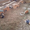 송산목장 이미지