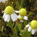 샤론의꽃 이미지