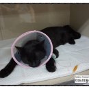 미드미동물병원 이미지