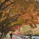 치킨플러스포천관인점 | [국내 여행] 2025. 11. 08. 소요산 단풍 실시간 후기 @대왕 단풍샷 찍는 법 (아이폰 누끼)