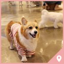 비바도기 이미지