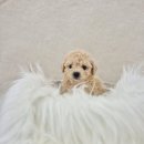 내가품은Dog
