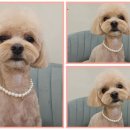 도그드살롱 이미지