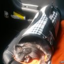 꼬마애견 이미지