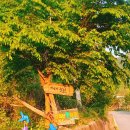 마이산뜰아래 이미지