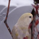 아롱다롱 이미지