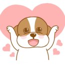 해피애견타운강아지분양서울본점 말티푸 미니비숑프리제 포메 이미지