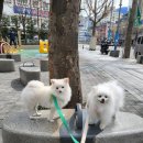 멍케어존 이미지