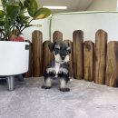 앙쥬펫 강아지분양 은평구점 이미지