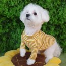 강남애견 이미지