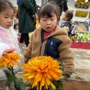 고북국화축제다녀왔어요 이미지