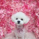 바비펫살롱 이미지