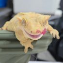 (유) 홈푸드물류 | 녹십자수의약품 지렙 슈퍼푸드 용과맛 실사용 후기!(feat.뉴런렙타일)