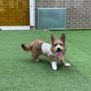 여우도토리 이미지