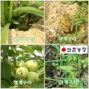 와촌 농장 네이버블로그