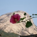 바늘과실 이미지