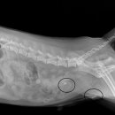 본오365동물병원 이미지