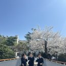 두 번째 벚꽃 이미지