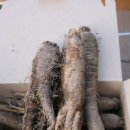 평창백덕산더덕 이미지