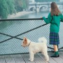 이쁜강아지 이미지