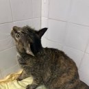 로얄플라잉 이미지