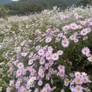 옥정호구절초테마공원 | [정읍] 옥정호 구절초 테마공원 짚라인(짚와이어) 후기