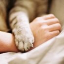 21세기 동물병원 이미지