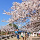 경화동(경화역방면) | 창원 진해 경화역 공원 벚꽃 명소 주차장 벨리곰 방문 후기