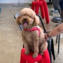 리치펫살롱 이미지