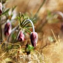 회진명덕초등학교 이미지