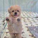 퍼피말론 강아지분양 울산점 이미지